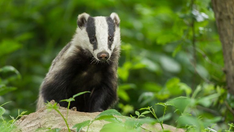 The animals are protected under the Protection of Badgers Act 1992