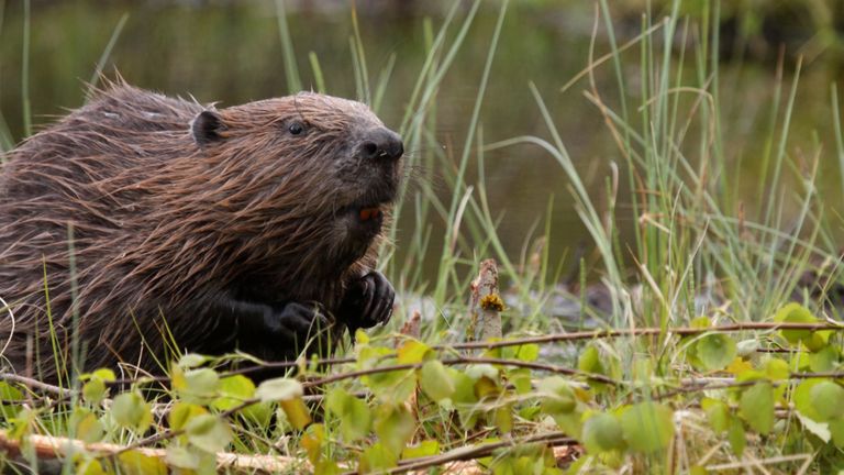 Environmentalists call for the culling of beavers in Scotland to stop, and find out about the sailing competition rewarding sustainability.