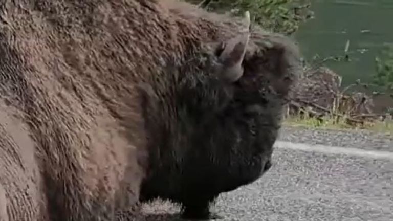 Bison holds up traffic while sleeping