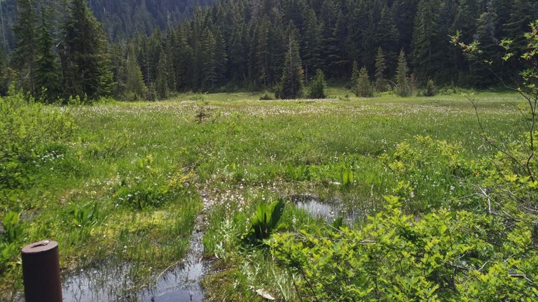 The bog at Cypress Provincial Park. Photo: Dr. Qianshi Lin

