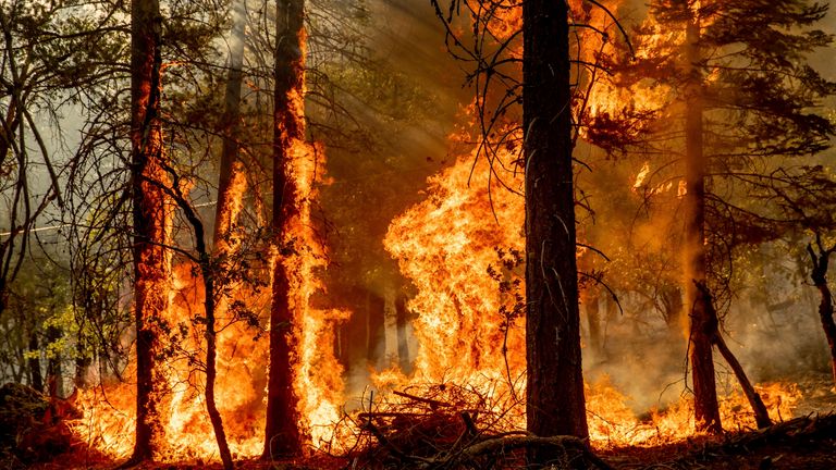 Flames from the Dixie Fire spread in Genesee, California, 21 August. Pic: AP