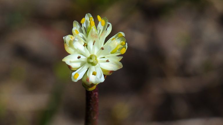 Flower of Triantha occidentalis in a bog at Cypress Provincial Park, British Columbia. Photo: Danilo Lima.

