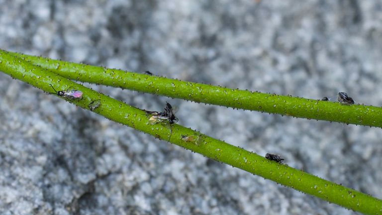 Triantha occidentalis traps insects. Photo: Dr. Qianshi Lin

