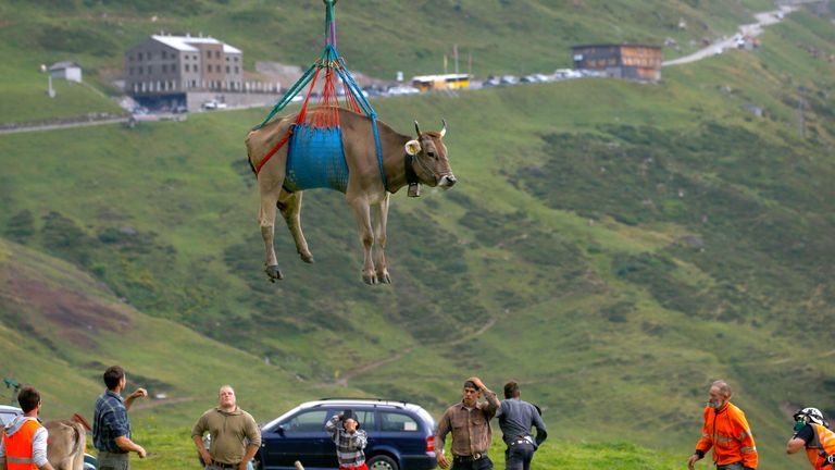 Il contadino ha incontrato gli animali mentre venivano calati a terra