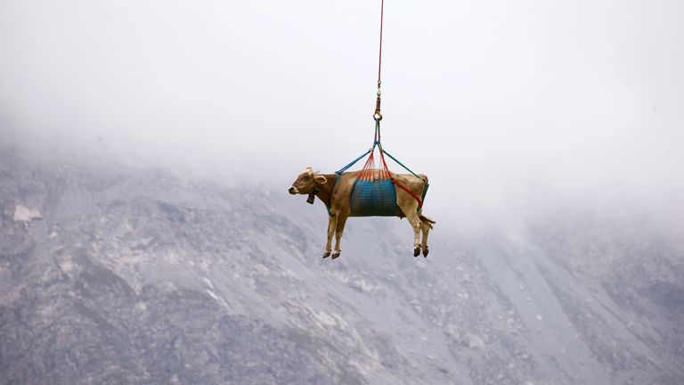 Cows injured during their summer sojourn in the high Swiss Alpine meadows received airlifts down the mountain.