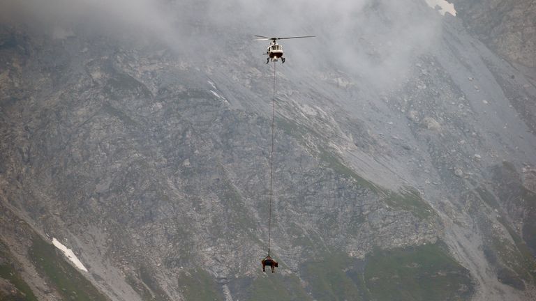 The cows dangled from below the helicopter