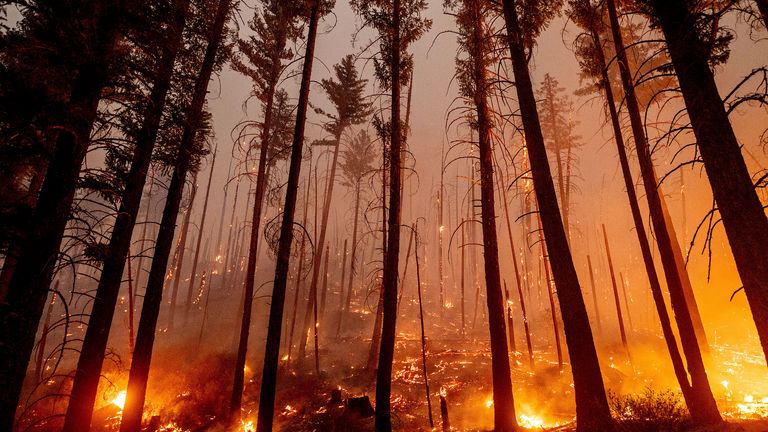The US forest service is in crisis mode. Pic: AP