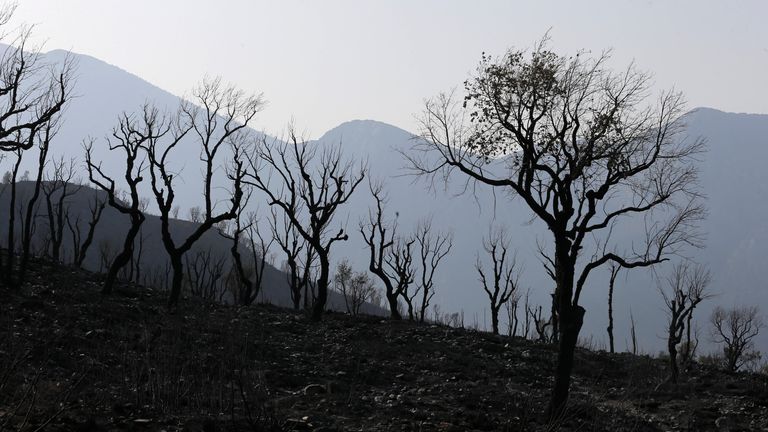 A charred forest is pictured after a fire near the village of Achlouf, in the Kabyle region. Pic: AP