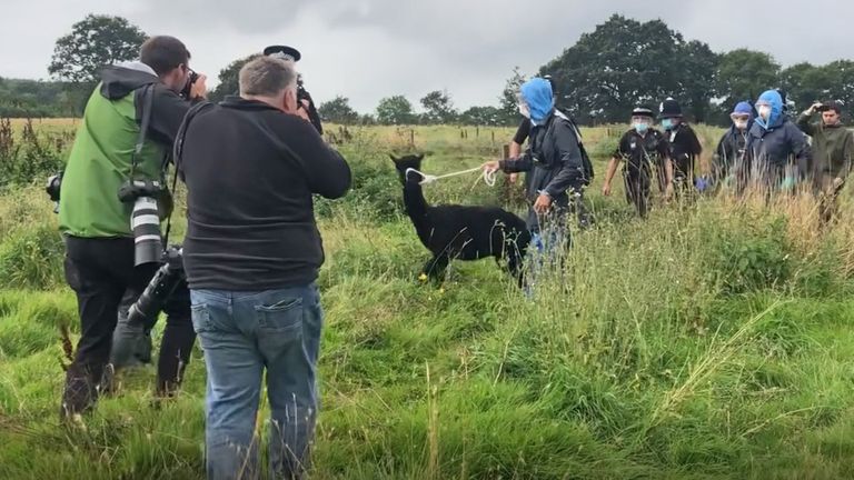Workers from the Animal and Plant Health Agency lead Geronimo the Alpaca at Shepherds Close Farm in Wooton Under Edge, Gloucestershire, before the animal was taken away on a trailer to an undisclosed location.