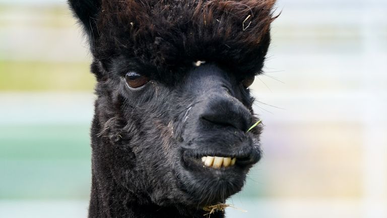 Geronimo the alpaca: Government insists decision to put animal down will  not be reversed as protesters march on Downing Street | UK News | Sky News