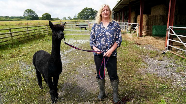 Geronimo the alpaca