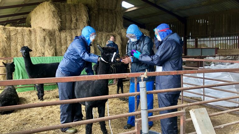 Three people, who arrived with a police escort, surround Geronimo the Alpaca 