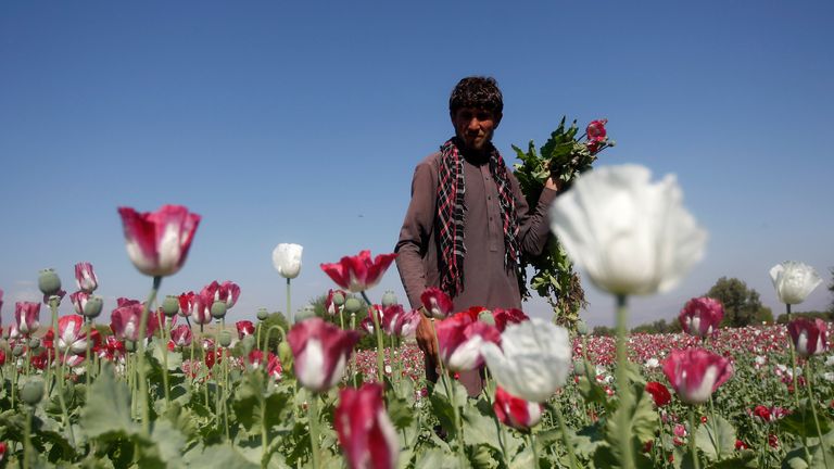 The Taliban makes most of its money from the opium trade, paying farmers and taxing traffickers