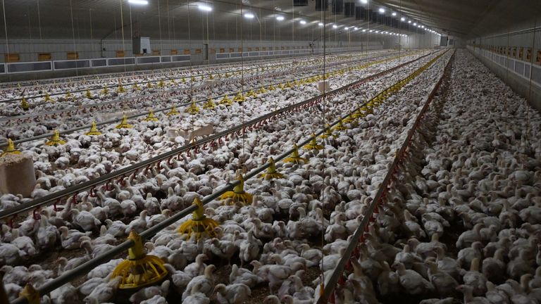 On some intensive farms, each chicken has space that is equivalent to an A4 sheet of paper, campaigners allege. Pic: Open Cages