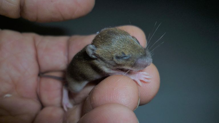 Undated handout photo issued by RSPCA of the baby mouse the size of a one pence coin when it was rescued by the RSPCA. 