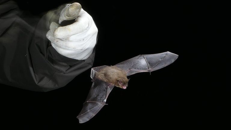 The Bat conservation trust is appealing for support to help it find out more  about the Nathusius’ pipistrelle https://justgiving.com/campaign/helptheNathusiuspipistrelle . 
The Nathusius’ pipistrelle is 1 of Britains 17 breeding bat species and the largest and rarest of our 3 pipistrelle species. It only weighs around 8g and it&#39;s a migratory species!