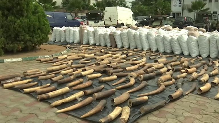 The haul included 196 bags containing 17,134 kg of pangolin scales, 870 kg of elephant tusks and 4.6 kg of pangolin claws, the head of customs said.
