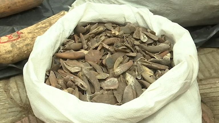 The haul included 196 bags containing 17,134 kg of pangolin scales, 870 kg of elephant tusks and 4.6 kg of pangolin claws, the head of customs said.