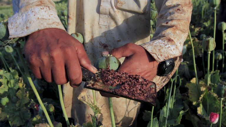 Raw opium is taken from a poppy head in one of the 224,000 hectares of land taken over by poppy fields