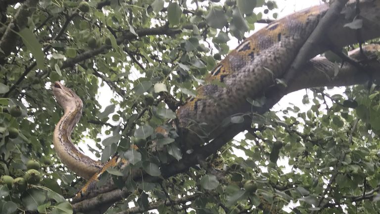 10ft long reticulated python rescued from a tree in Cambridgeshire