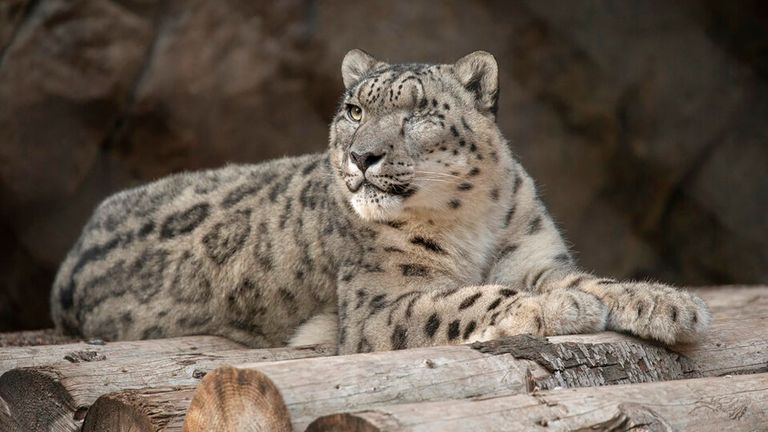 Ramil, a male snow leopard, tested positive for COVID at San Diego Zoo. Pic: AP