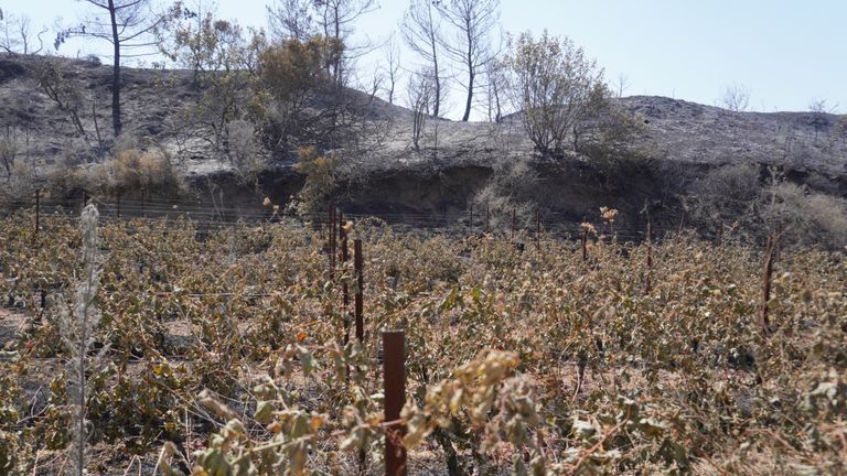 Γενναιόδωρος Ιάσονας Ζφιρκόπουλος