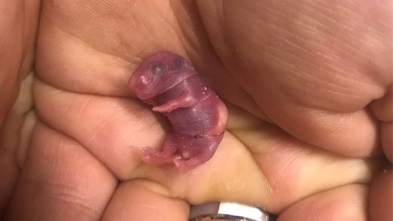 Le bébé souris avait la taille d'une pièce d'un centime lorsqu'il a été sauvé par la RSPCA. 