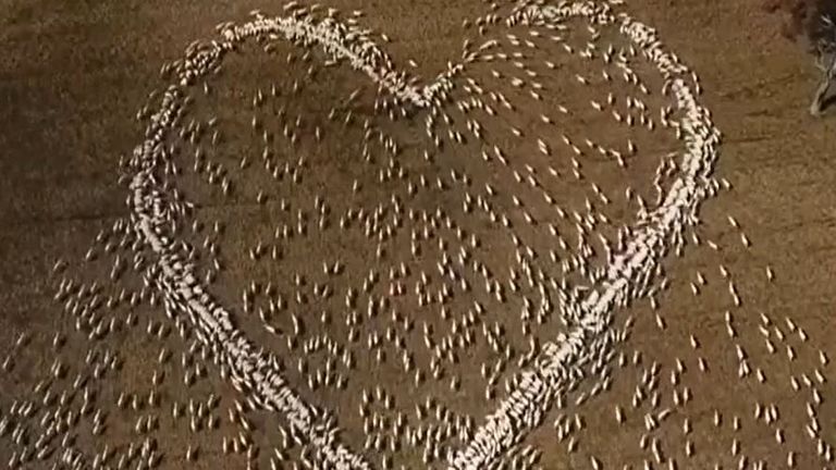 Sheep farmer creates heart shape with cattle as tribute to his deceased aunt