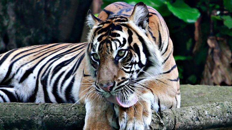 Tino, who is shown here, and Hari are continuing to recover after becoming infected with the coronavirus