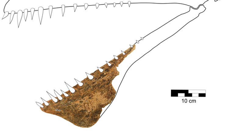 Reconstruction du crâne de Thapunngaka shawi (KKF494).  De Richards et al.  (2021)