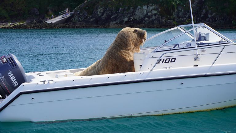 Wally the wandering walrus sets up home on a motorboat World