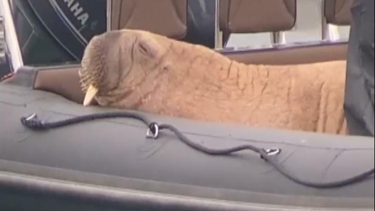 Wally the Walrus lounges on a boat in Ardmore, Ireland.