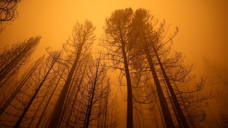 Dixie Fire rages in California
A view shows burned trees in heavy smoke at the site of the Dixie Fire, a wildfire near the town of Greenville, California, U.S. August 7, 2021. REUTERS/Fred Greaves