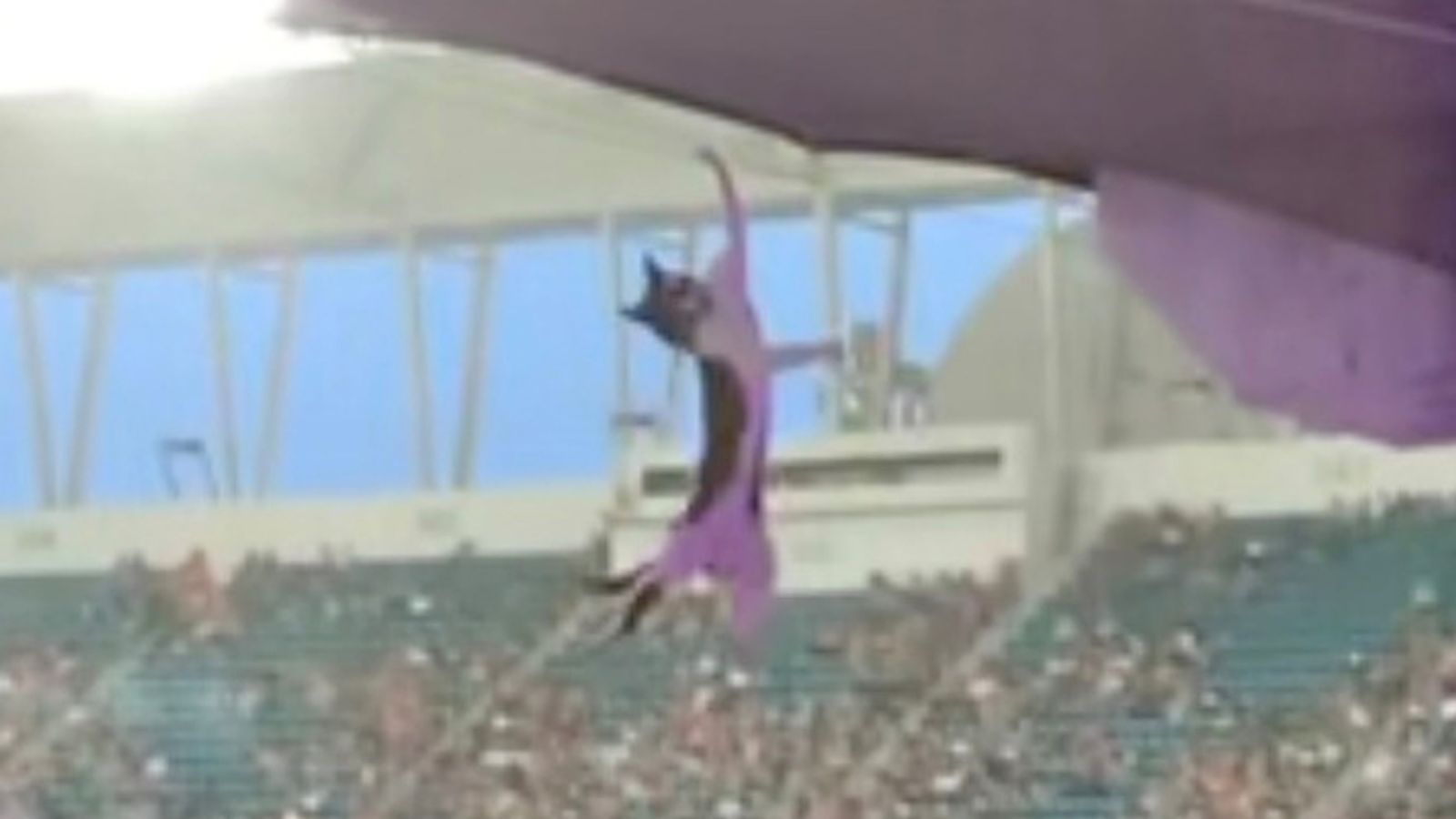 Miami: Cat-astrophe averted as fans catch falling feline using flag at American football game