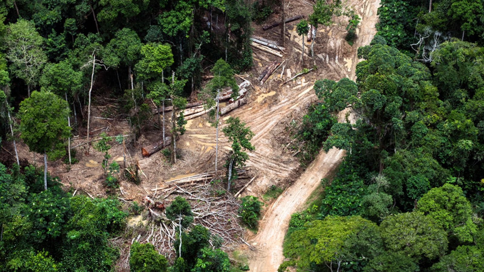 Climate change: UK must suspend aid for Congo Basin rainforest ...