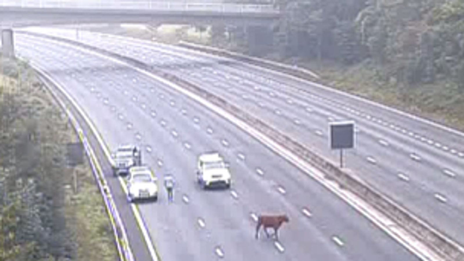 Moove it – runaway cow stops rush hour traffic on M25