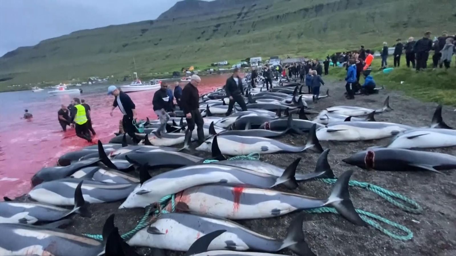 Dolphins slaughtered in record numbers on Faroe Islands, conservationists say | World News | Sky News