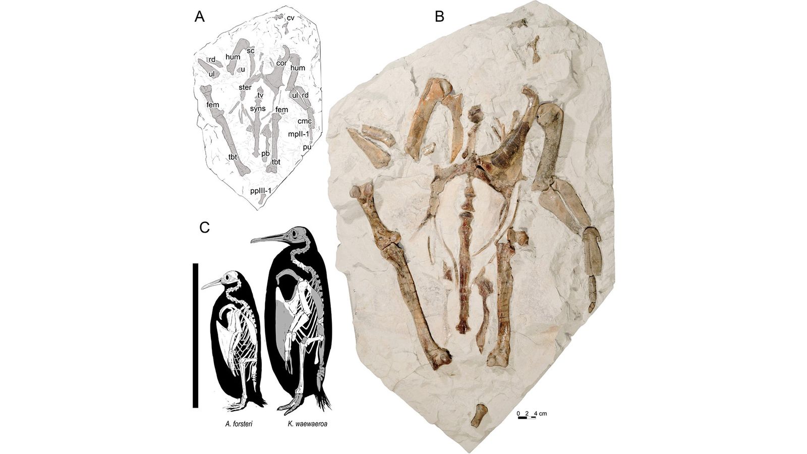 New Zealand: Prehistoric Giant Penguin Species Identified From Fossil ...