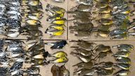 This photo shows some fo the dead birds collected in the vicinity of New York...s World Trader Center, Sept. 14, 2021. Hundreds of birds migrating through New York City this week died after crashing into the city&#39;s glass towers, a mass casualty event spotlighted by a New York City Audubon volunteer&#39;s tweets showing the World Trade Center littered with bird carcasses. (Photo by Melissa Breyer)