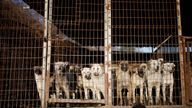 While the consumption of dogs has declined in recent years, an estimated two million dogs are reared on thousands of farms in South Korea a year