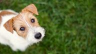 Scientists 51 dogs to see whether the animals show some elements of the theory of mind - the ability to recognise intentions in others