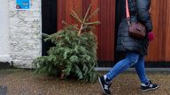 A woman walks past a discarded Christmas tree in a residential street  in Fulham 
