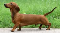 A dachshund. File pic