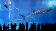 Whale sharks swim inside an aquarium in Japan. Pic: AP