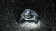 The winning photo pictures a sea turtle among glass fish. Pic: Aimee Jan/Ocean Photography Awards