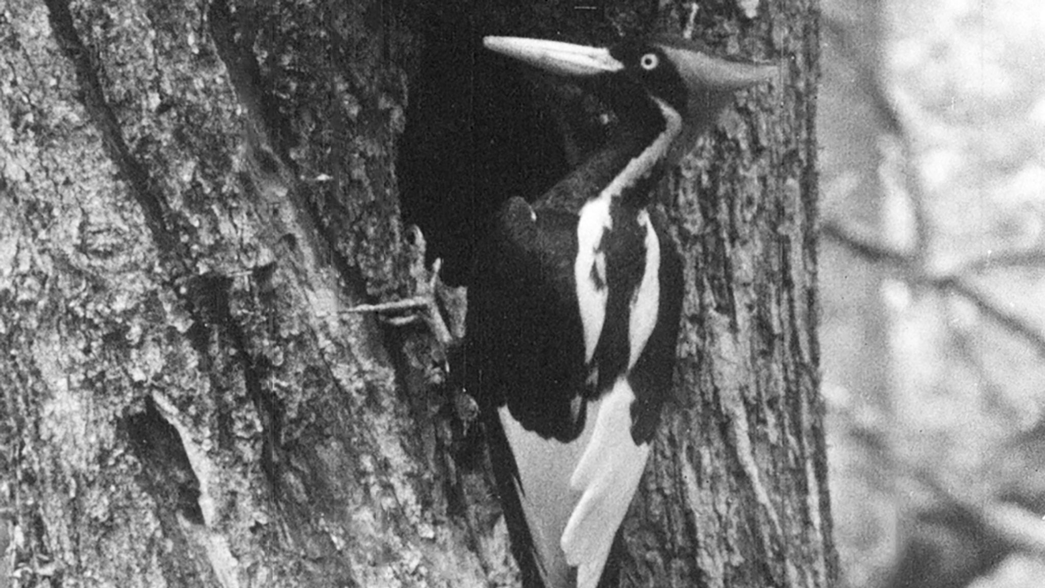 Climate change: Ivory-billed woodpecker among 23 species declared