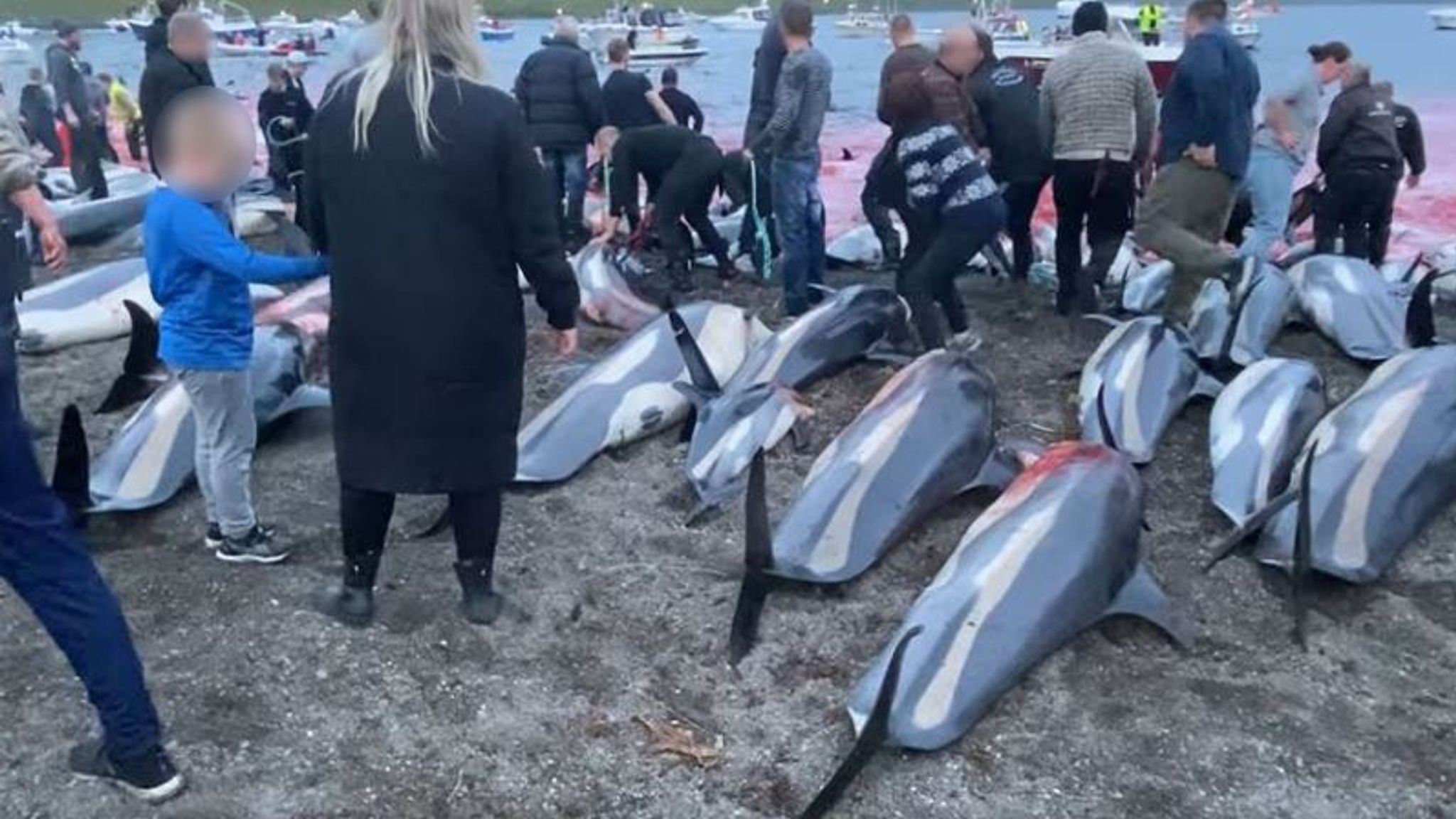Anger as hundreds of dolphins hunted and killed in annual Faroe Islands slaughter | World News | Sky News