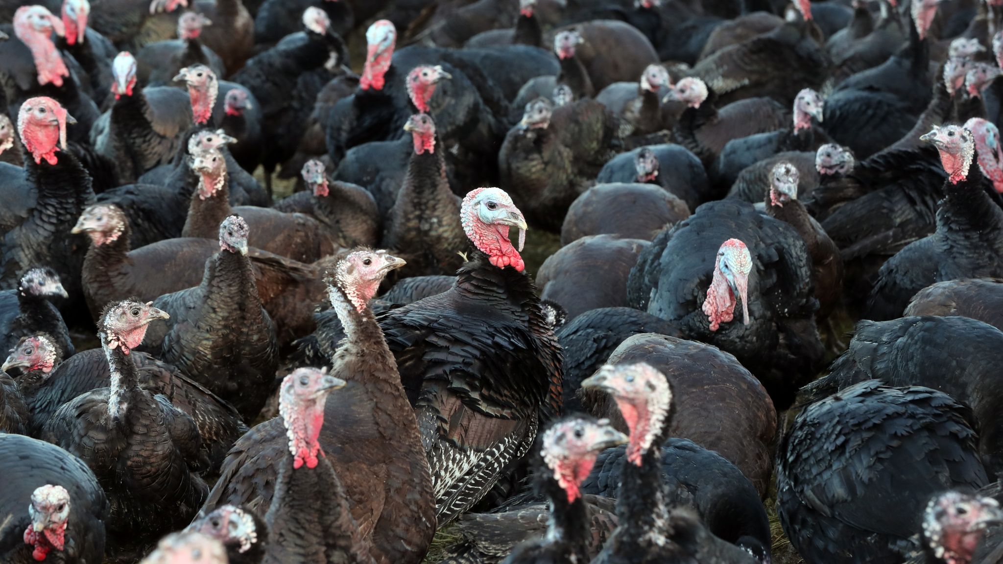 CO2 shortage may 'cancel Christmas', major poultry supplier warns