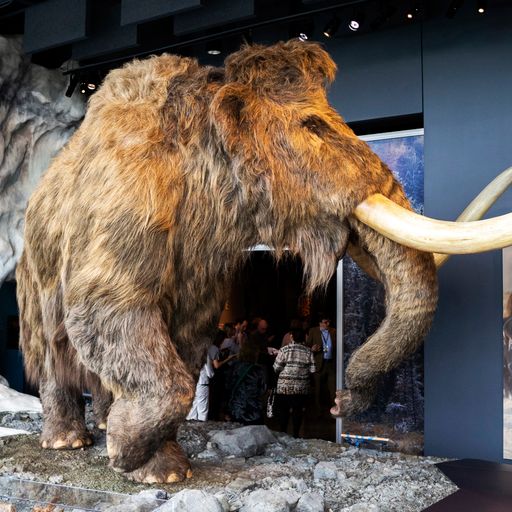 Genetics project aims to 'resurrect' woolly mammoths within the next six years