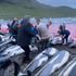 Faroe Islands to review dolphin hunting rules after uproar over 'super pod' slaughter